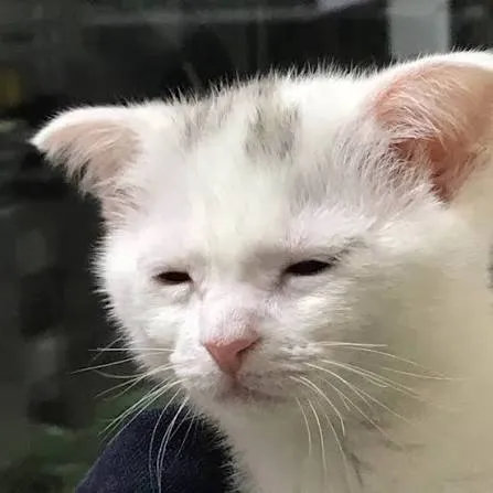 지친 고양이